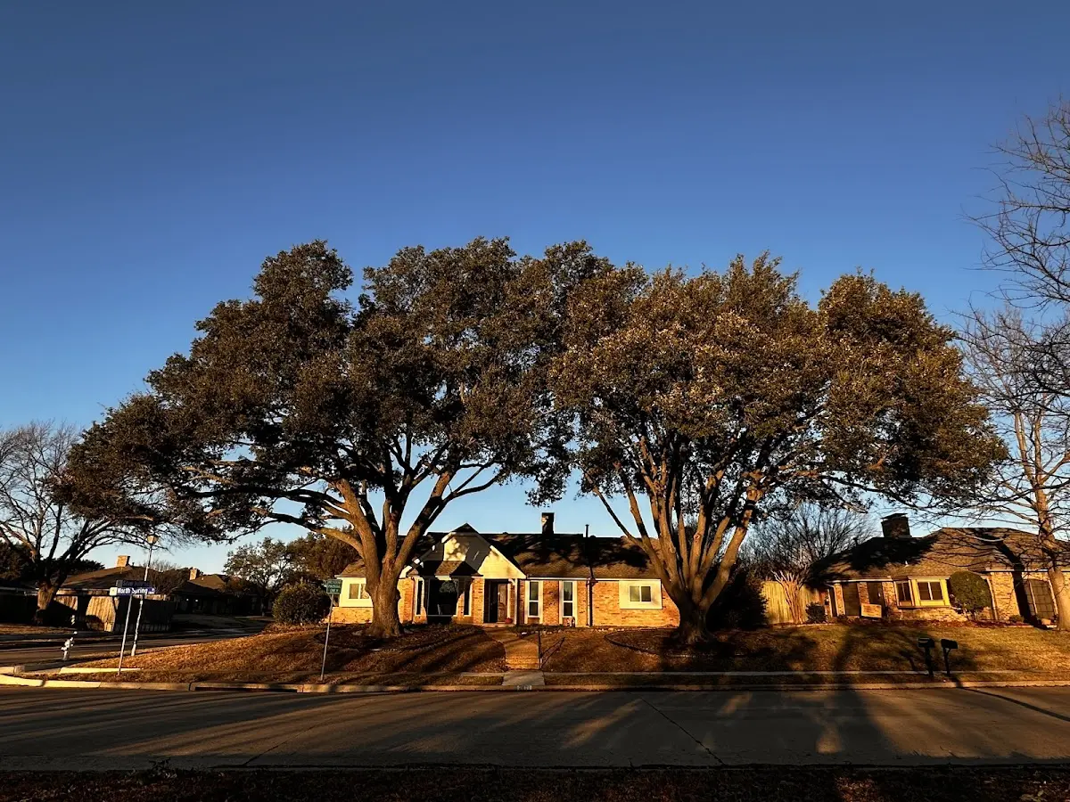 Established residential canopy tree shading a home in Hawthorne